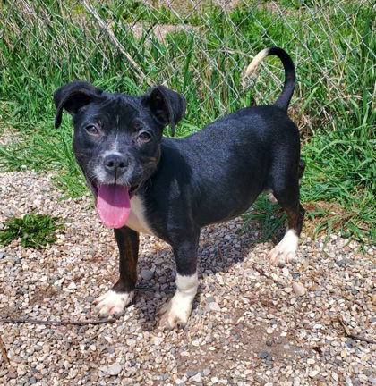 Capella (6664), an adoptable Labrador Retriever in Lake City, MI, 49651 | Photo Image 1