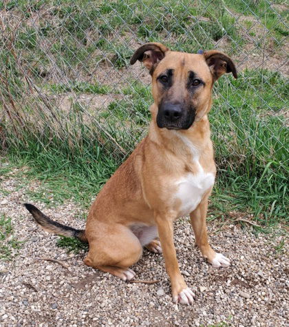 Lyla (6681), an adoptable Shepherd in Lake City, MI, 49651 | Photo Image 1