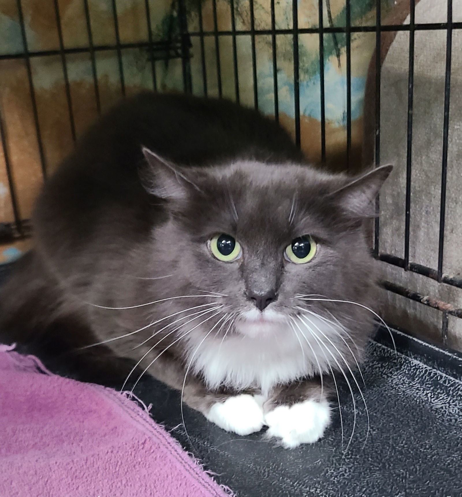 6611 (Grayson), an adoptable Domestic Long Hair in Lake City, MI, 49651 | Photo Image 1