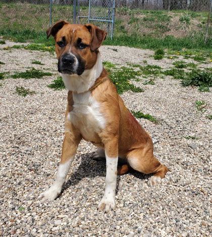 Starla (6668), an adoptable Labrador Retriever in Lake City, MI, 49651 | Photo Image 1