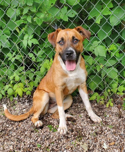 Starla (6668), an adoptable Labrador Retriever in Lake City, MI, 49651 | Photo Image 2