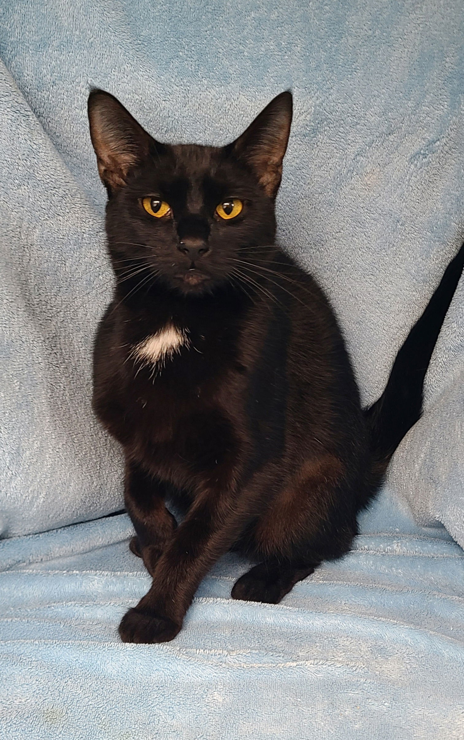 6623 (Kuro), an adoptable Domestic Short Hair in Lake City, MI, 49651 | Photo Image 1