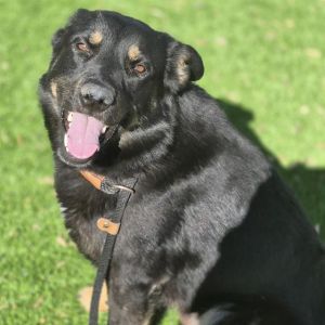 LUTHER, Adult Male unknown