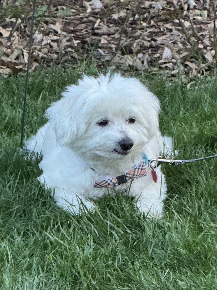 Apollo