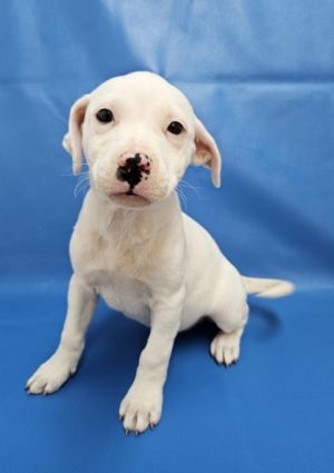Georgina, Baby Female Pointer