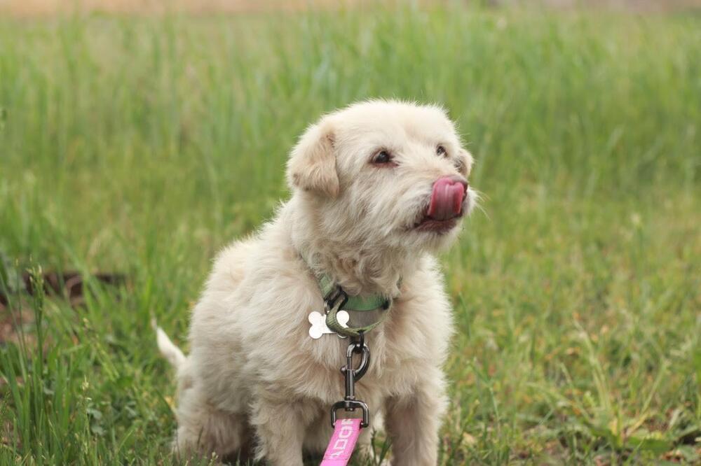 Delilah