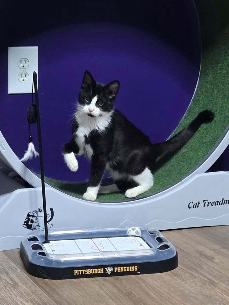 JiJi