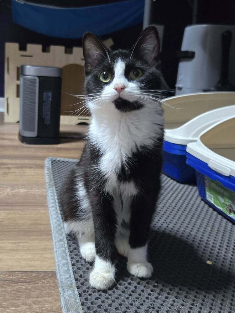 JiJi