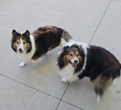 ROXY & Ranger - BONDED Pair