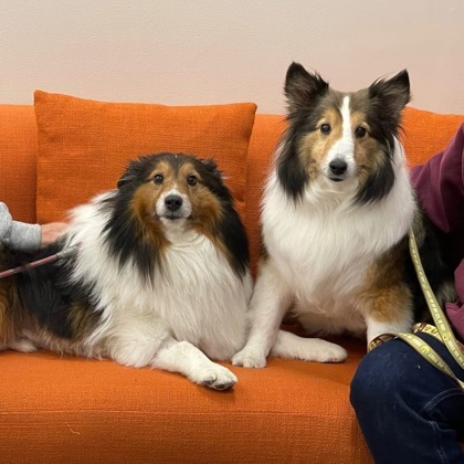 ROXY & Ranger - BONDED Pair