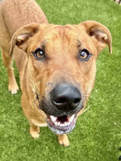 Diesel (FOSTER TO ADOPT)