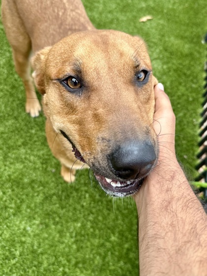 Diesel (FOSTER TO ADOPT)