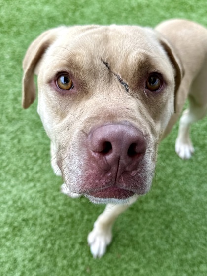 Gronn (FOSTER TO ADOPT)