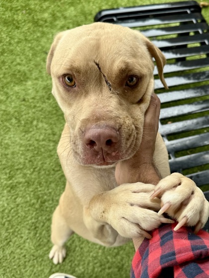 Gronn (FOSTER TO ADOPT)