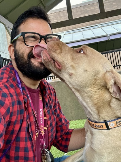 Gronn (FOSTER TO ADOPT)