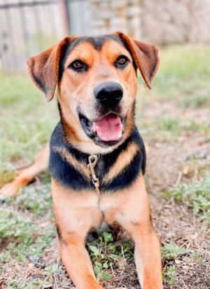 Doc Holiday, Adult Male Hound