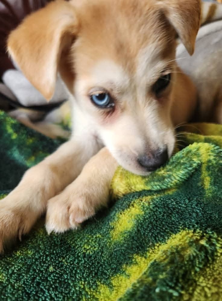 Sanchez