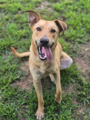 Dominic, Young Male Labrador Retriever