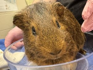 Dr. Rip Studwell, Adult Male Guinea Pig
