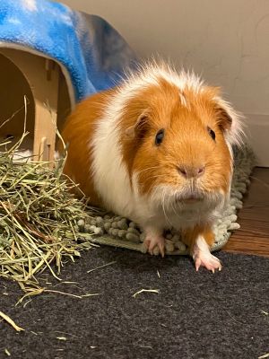 Bread, Adult Male Guinea Pig