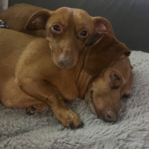 Tia, Senior Female Dachshund