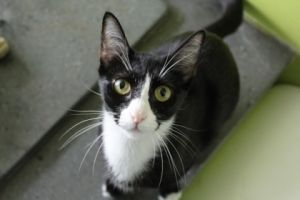 Hello there Im Carmen Im still quite young and full of curiosity My days are spent exploring my