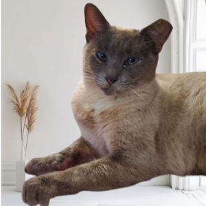 Marlo (Courtesy Post), Adult Female Siamese