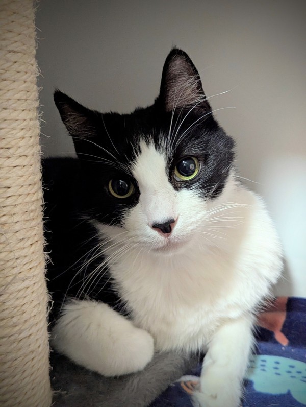 Oreo
