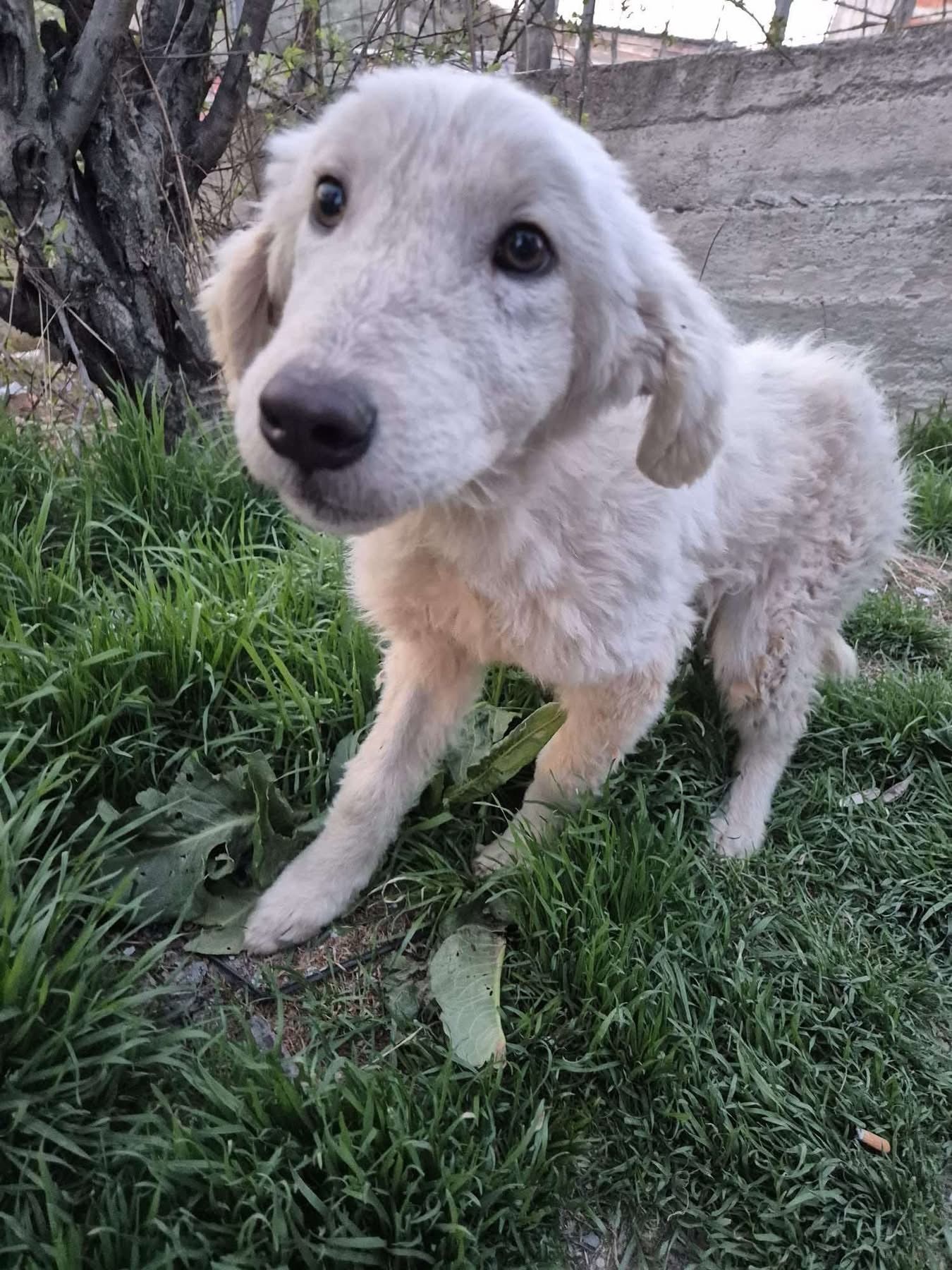 Lamby