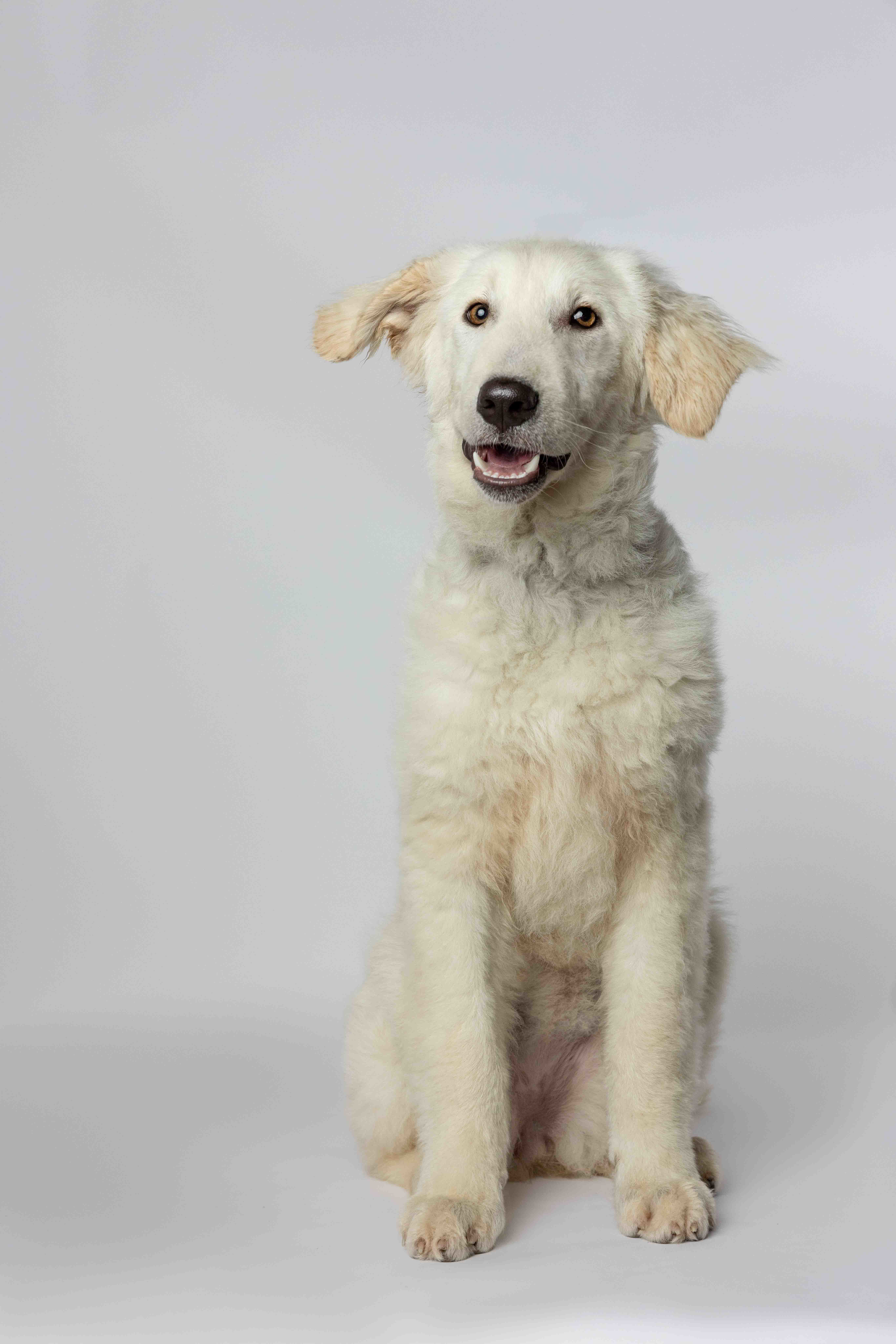Lamby, an adoptable Kuvasz, Mixed Breed in Verona, NJ, 07044 | Photo Image 1