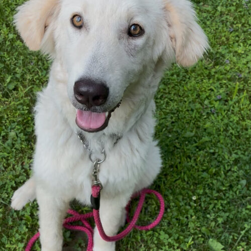 Lamby, an adoptable Kuvasz, Mixed Breed in Verona, NJ, 07044 | Photo Image 2