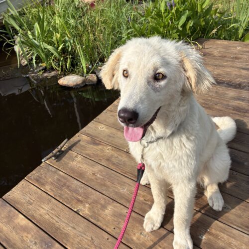 Lamby, an adoptable Kuvasz, Mixed Breed in Verona, NJ, 07044 | Photo Image 3