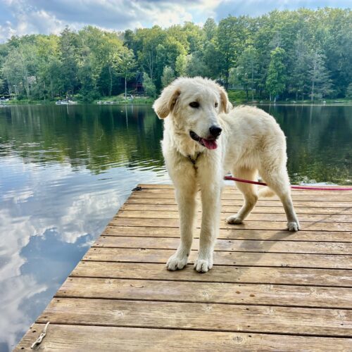 Lamby, an adoptable Kuvasz, Mixed Breed in Verona, NJ, 07044 | Photo Image 4