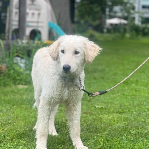 Lamby, an adoptable Kuvasz, Mixed Breed in Verona, NJ, 07044 | Photo Image 5