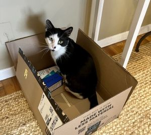My foster writes Sony but we call him Sunny also Smudge because of the cute black smudges on his