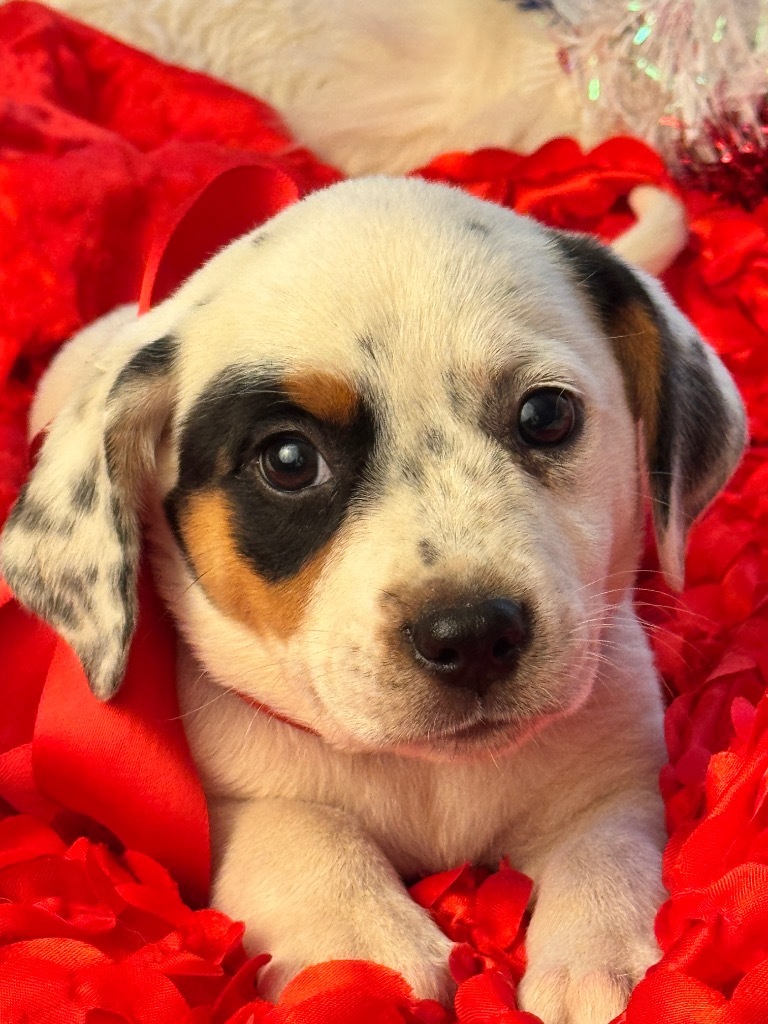 LOLA