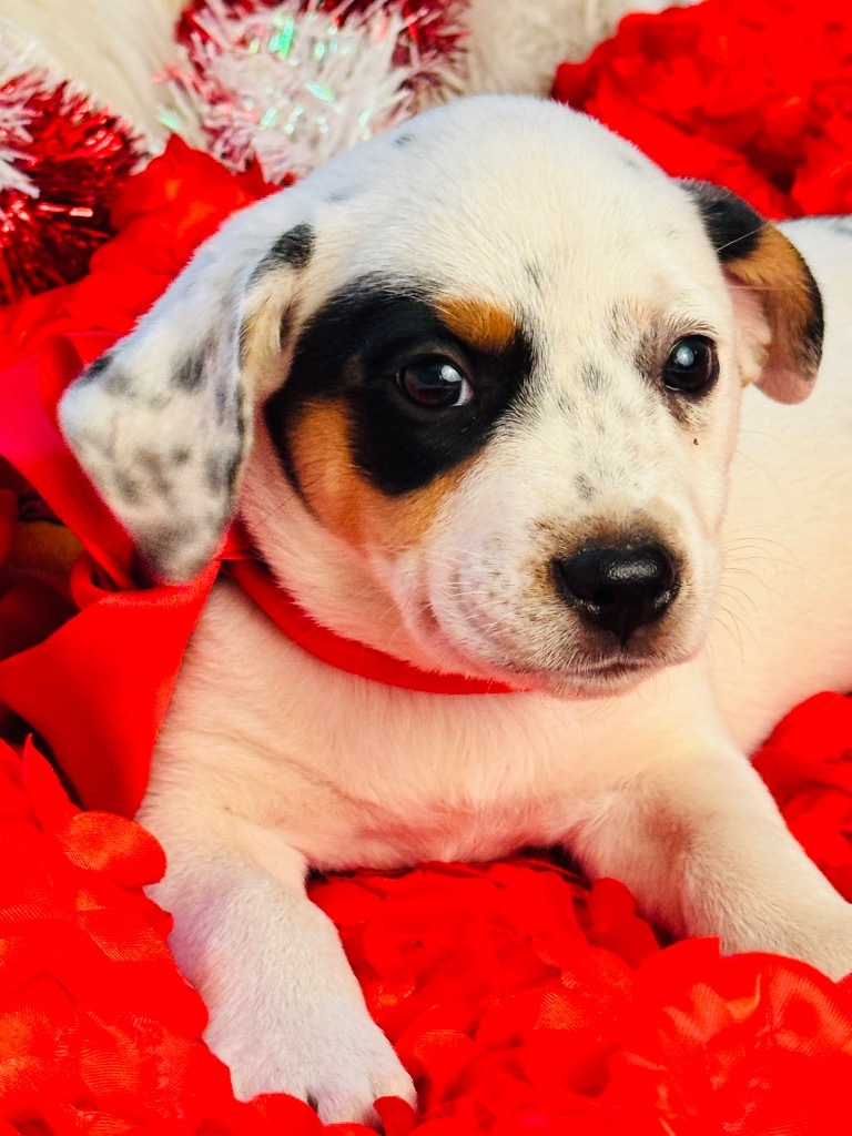 LOLA