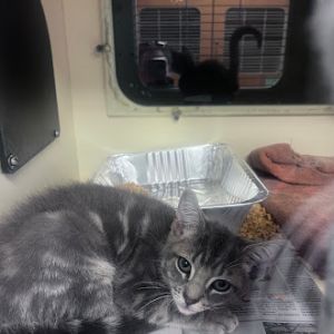 Tamara [Foster], Baby Male Domestic Short Hair