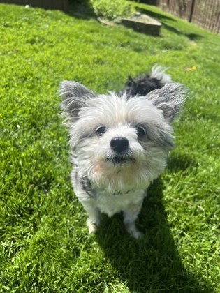 Barnaby (in foster)