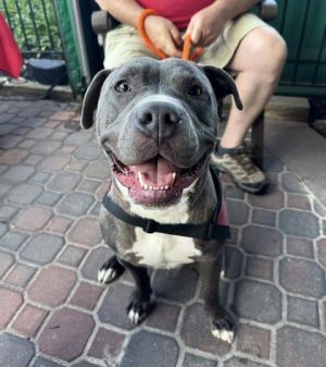 Ford, Adult Male Mixed Breed