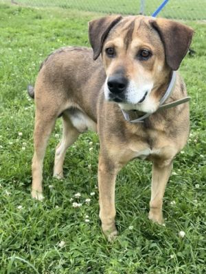 Meet Rascal He is described as a handsome fun loving big hearted dog He has been a outside dog f
