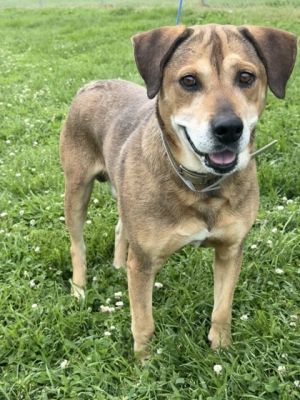 Meet Rascal He is described as a handsome fun loving big hearted dog He has been a outside dog f