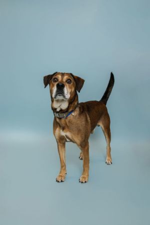 Rascal Mixed Breed Dog