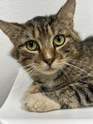 Curry, Adult Male Domestic Short Hair