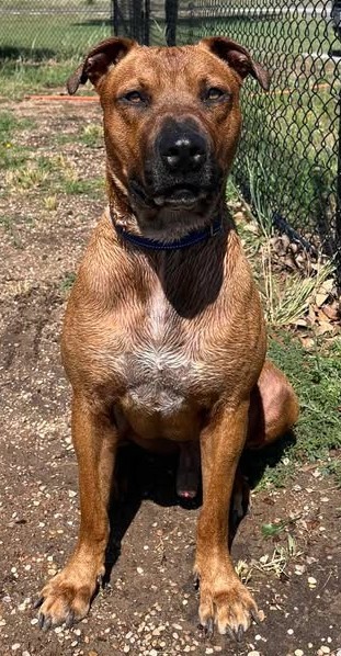 Roscoe
