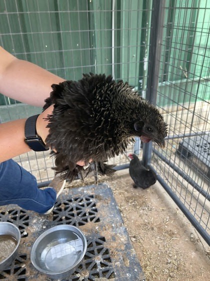 Dolly Part-Hen