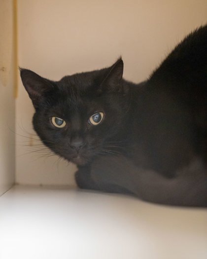 Wiley, an adoptable Domestic Short Hair in Pequot Lakes, MN, 56472 | Photo Image 2