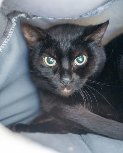 Wiley, an adoptable Domestic Short Hair in Pequot Lakes, MN, 56472 | Photo Image 2