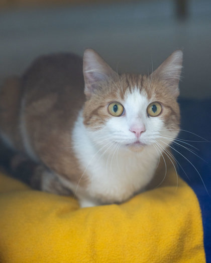 Archie