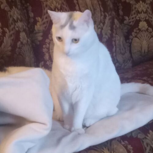 NALA